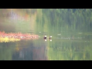 canon sx50 vs sx40 zoom test - bald eagles